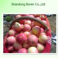 2015 Royal Qinguan Apple Import aus China